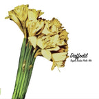 Fidens Brewing Co. Daffodil